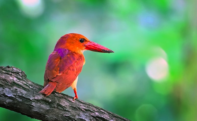 ruddy-kingfisher-sundarban