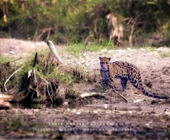 clouded leopard in manas national park