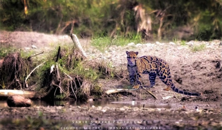 clouded leopard in manas national park