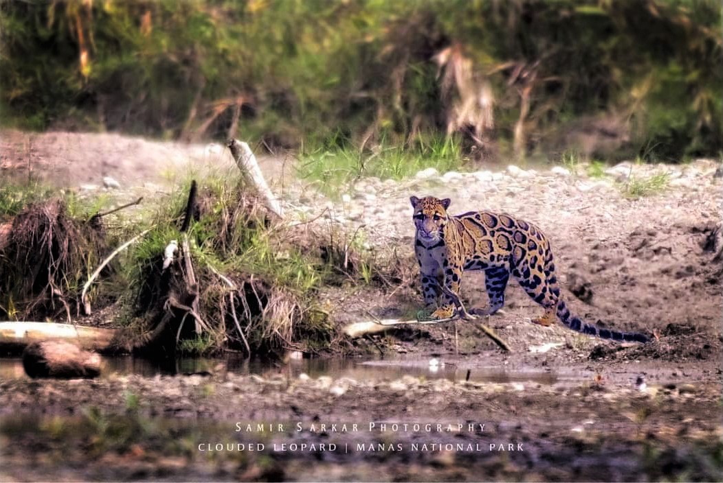 Clouded Leopard - when leopard camouflage with the cloak of cloud -  Sudarban Wildlife Tourism