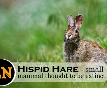 hispid hare manas national park wildlife tours