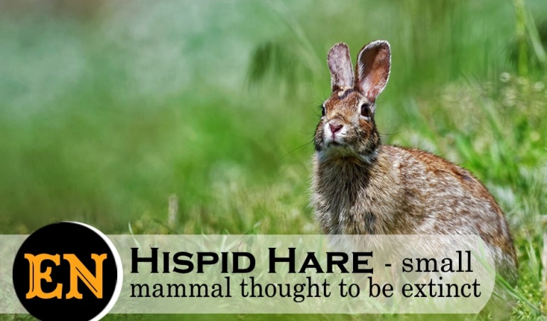 hispid hare manas national park wildlife tours