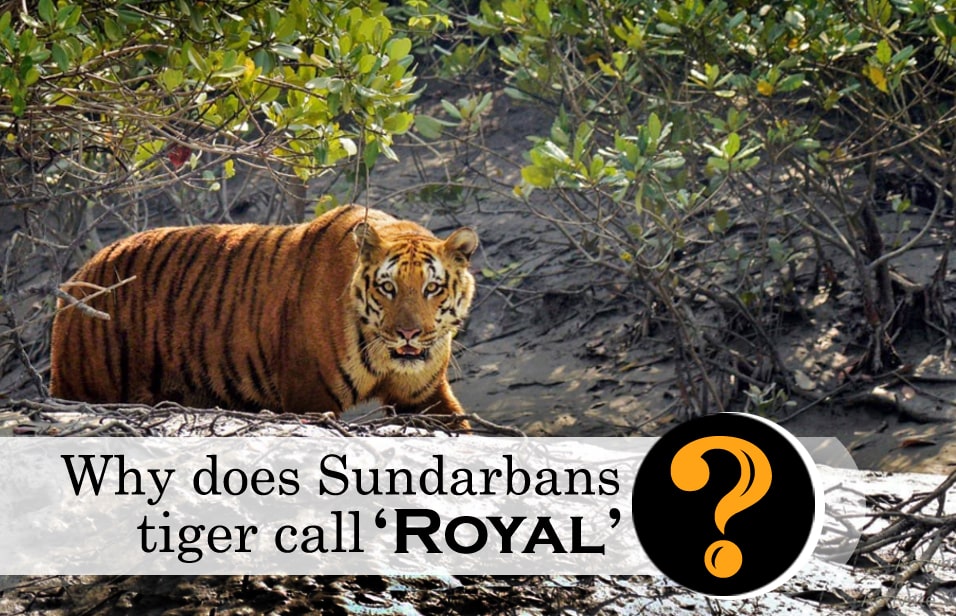 Why does Sundarbans Tiger call Royal? - Sudarban Wildlife Tourism