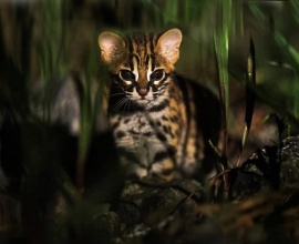 leopard cat in sundarban wildlife tours