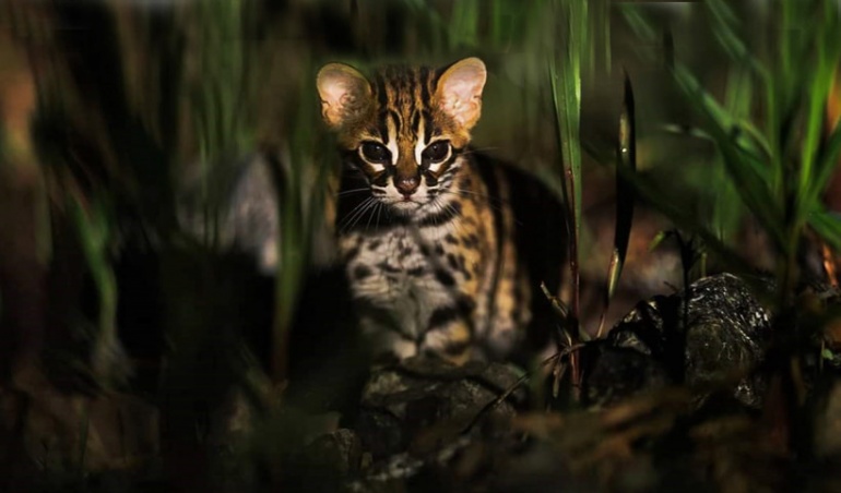 leopard cat in sundarban wildlife tours