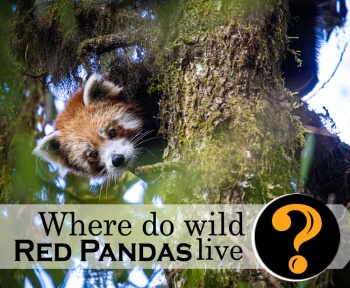 Where do wild pandas live
