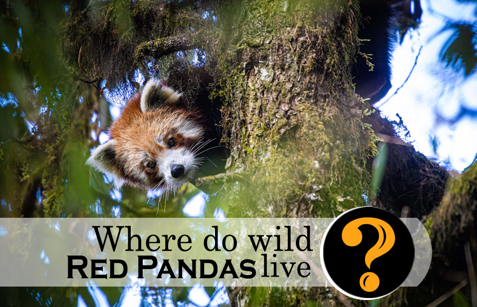 Where do wild pandas live