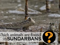 Which animals are found in Sundarban National Park?