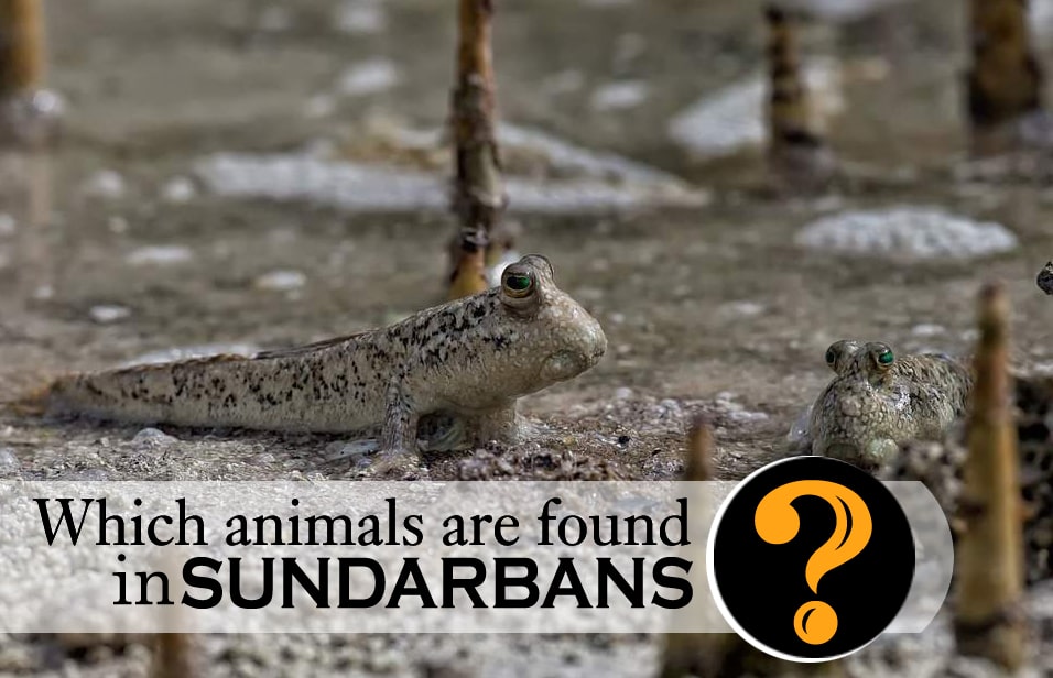 which animals found in sundarbans