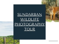 Smart Tips to Make the Most out of Tiger Safari in Sundarban