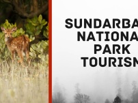 Some Exclusive Attractions to Visit Sundarban