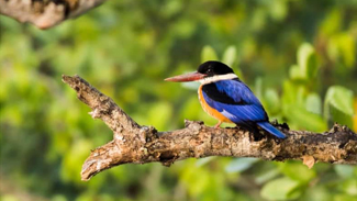 Sundarban - Best tiger reserve in India