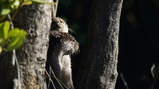 sundarban wildlife photography