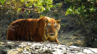 best tiger safari in India