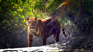 sundarban wild photography