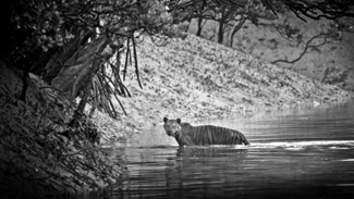 best tiger safari India