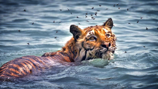 sundarban wildlife photography tour