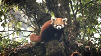 Red Panda Expedition Singalila Safari Red Panda Expedition Singalila Safari