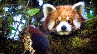 red panda expedition singalila national park tour