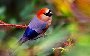 Himalayan Monal Bird Watching Tours bird photography tours india<img src=