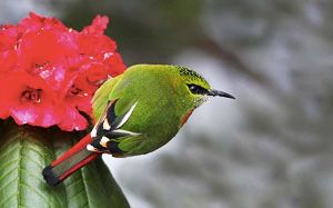 Singalila National Park Birdlife photography