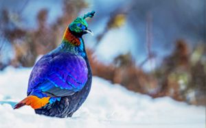 https://www.sundarbanwildlifetourism.com/wp-content/uploads/2021/03/himalayan-monal-bird-watching-tours.jpg