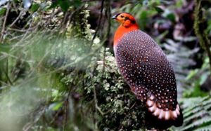 satyr tragopan best bird photography<img src=