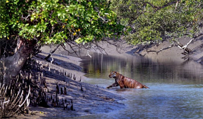 tiger safari india