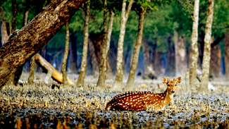 sundarban tour guide