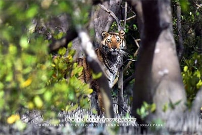 wildlife tours wildlife tours