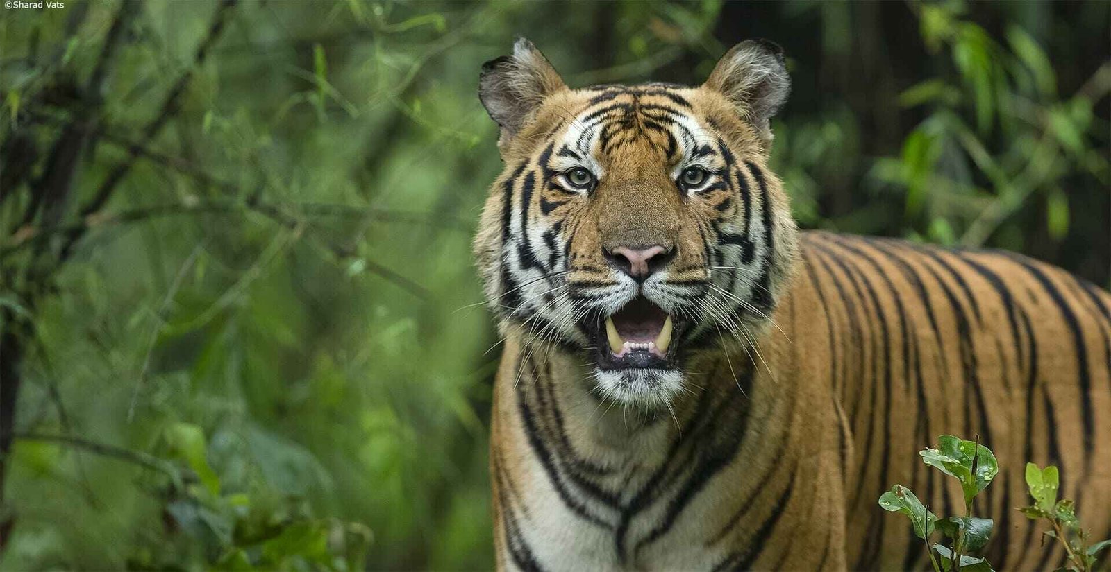 Sundarban Wildlife Tourism - Royal National Park Tourism