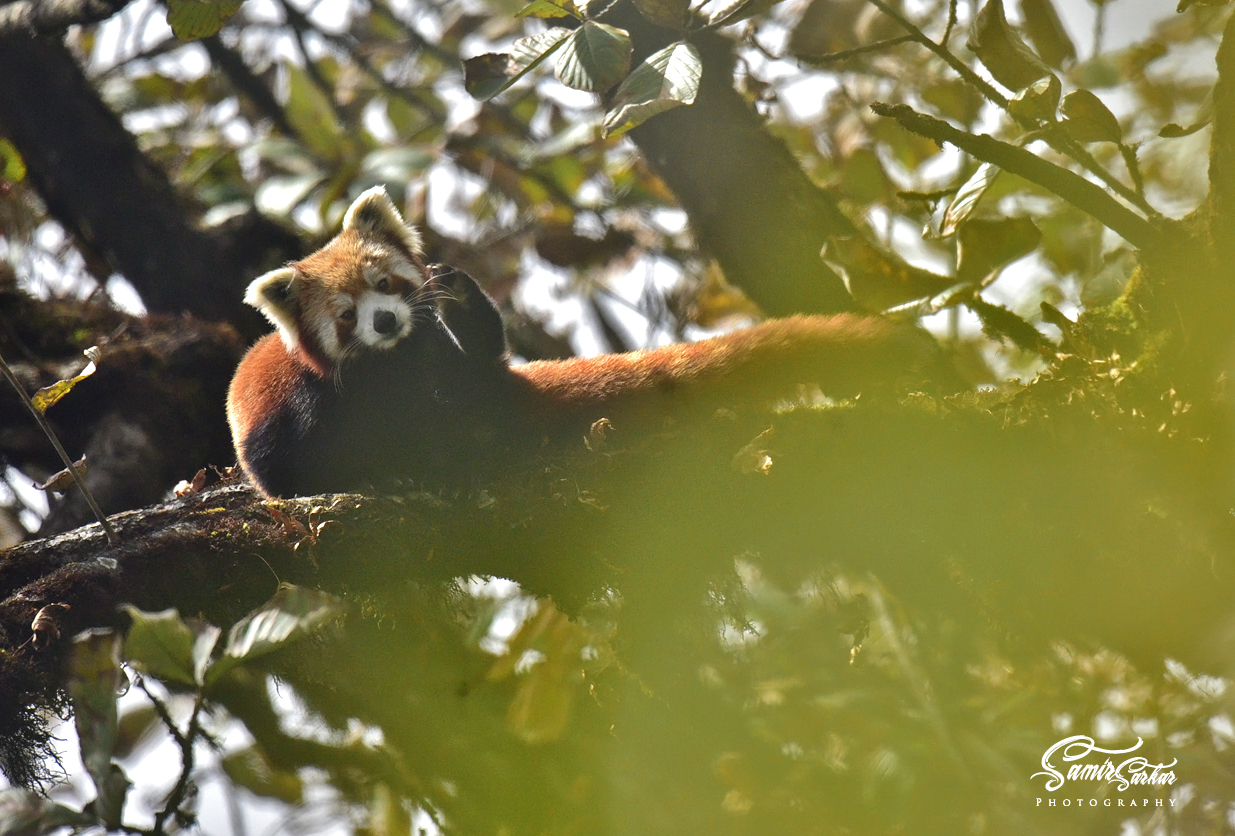 safari lodge red panda