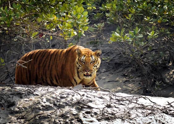 sundarban wildlife vacations