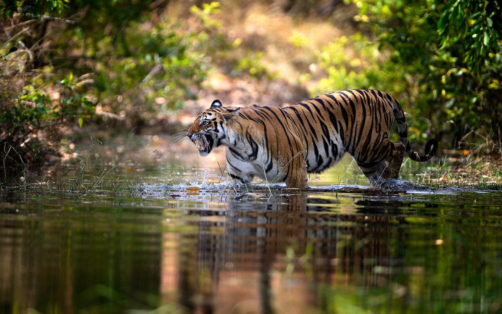 Crafting Memorable Sundarban Tour 2 Night 3 Days Itineraries: Exploring Wildlife Tourism