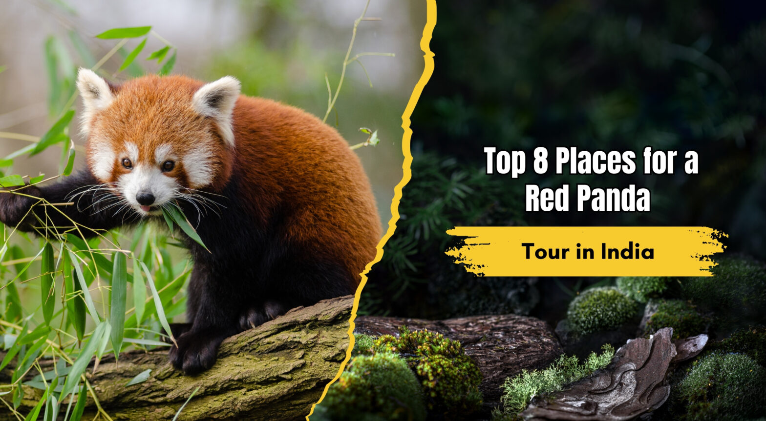 Top 8 Destinations for a Red Panda Tour in India