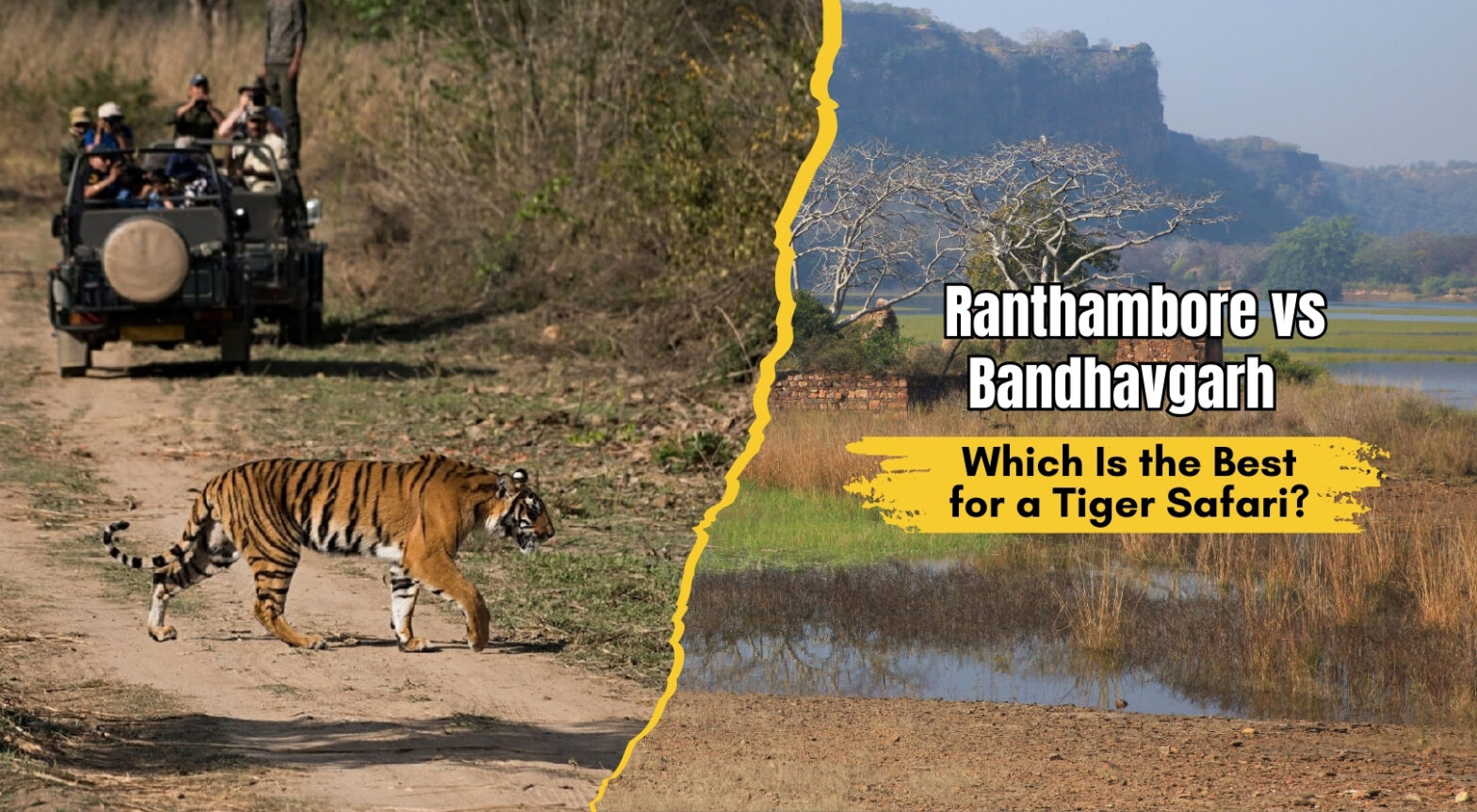 Ranthambore vs Bandhavgarh: Which Is the Best for a Tiger Safari?