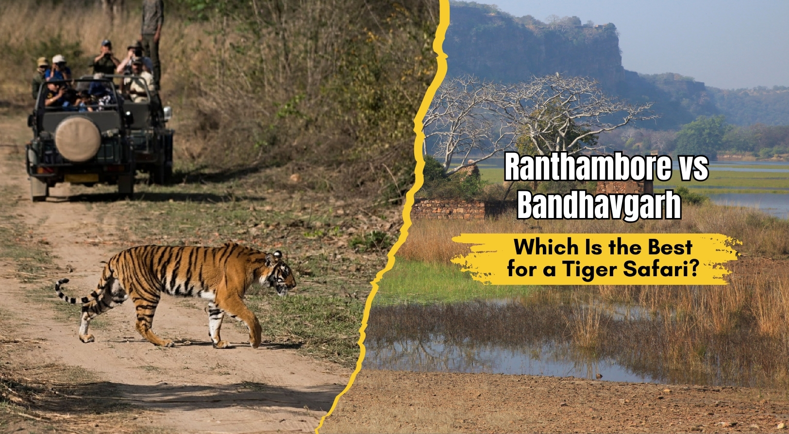 Ranthambore vs Bandhavgarh: Which Is the Best for a Tiger Safari?