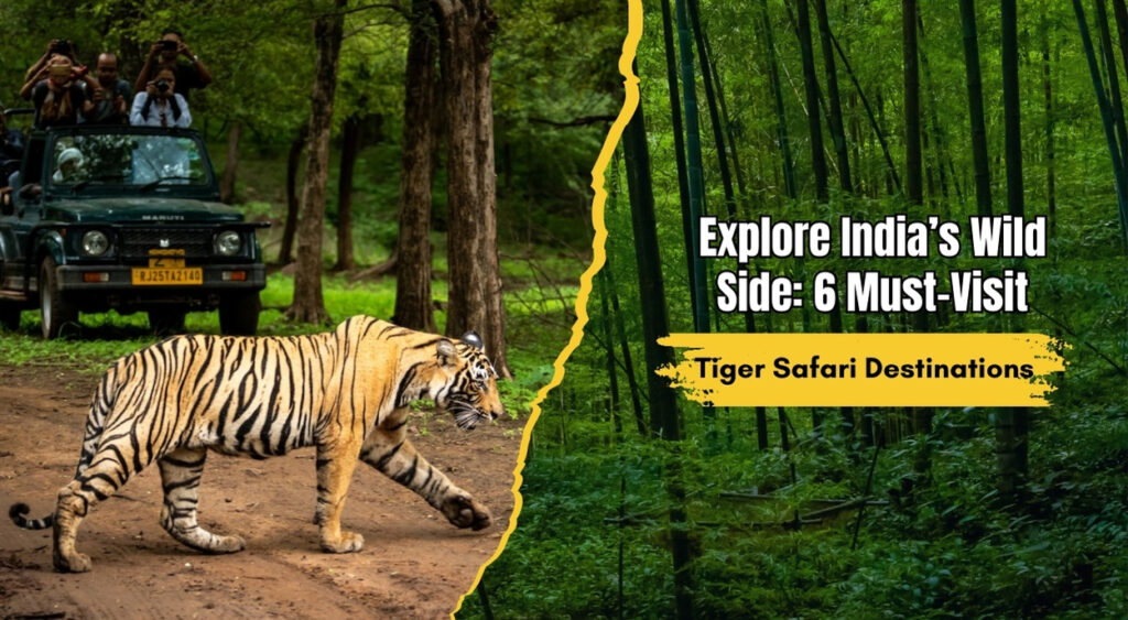 Explore India’s Wild Side: 6 Must-Visit Tiger Safari Destination