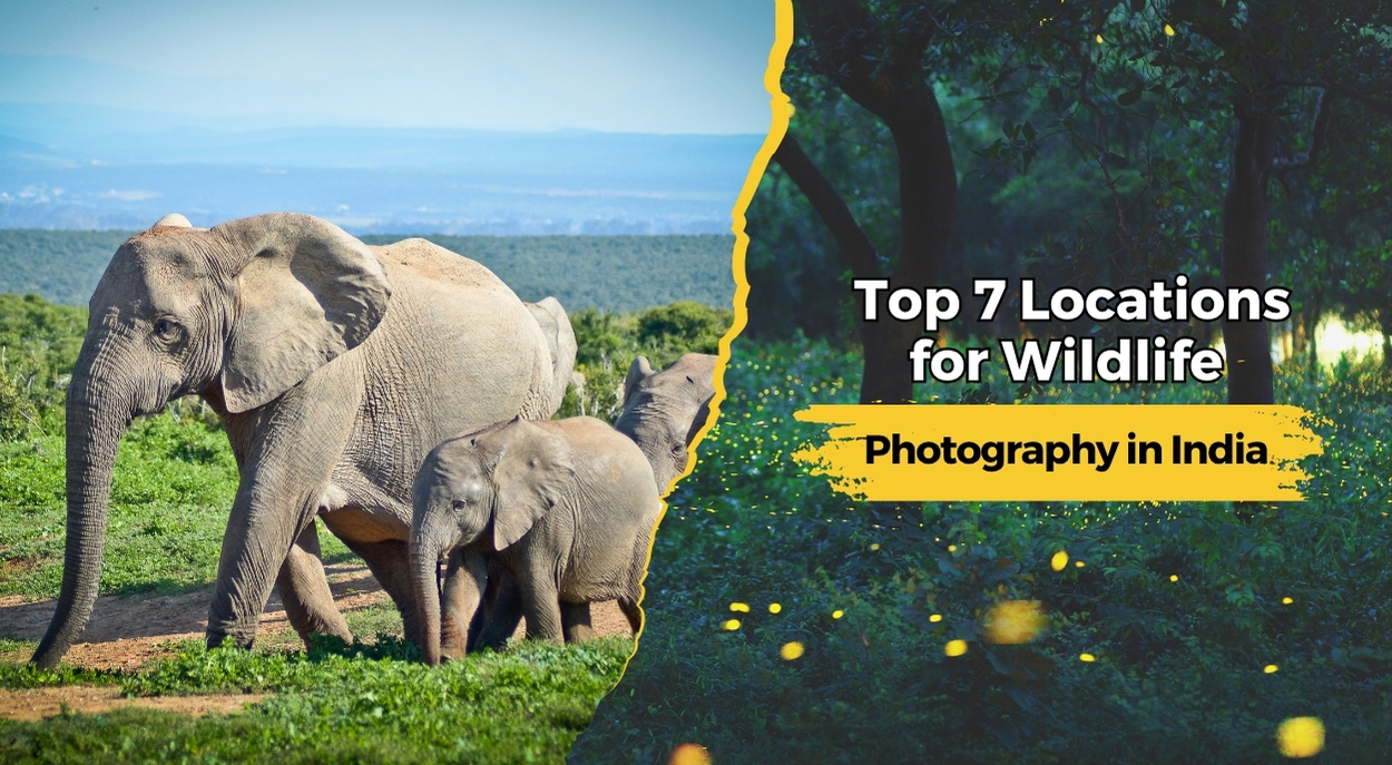 Top 7 Locations for Wildlife Photography in India