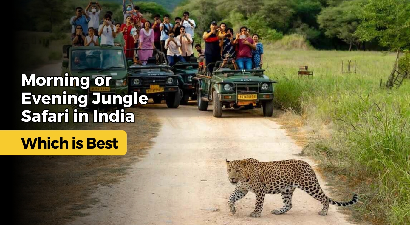 Morning or Evening Jungle Safari in India – Which is Best