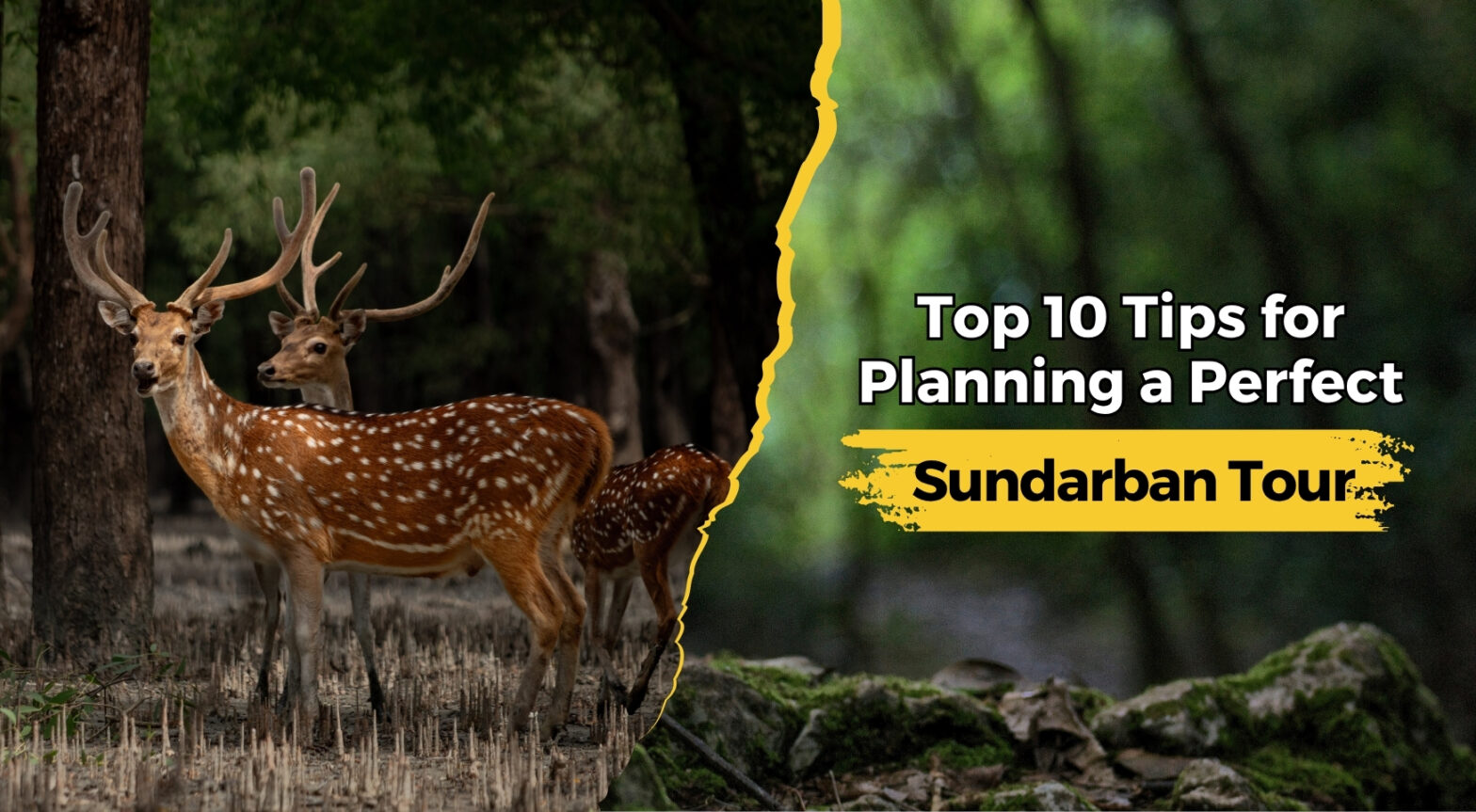Top 10 Tips for Planning a Perfect Sundarban Tour