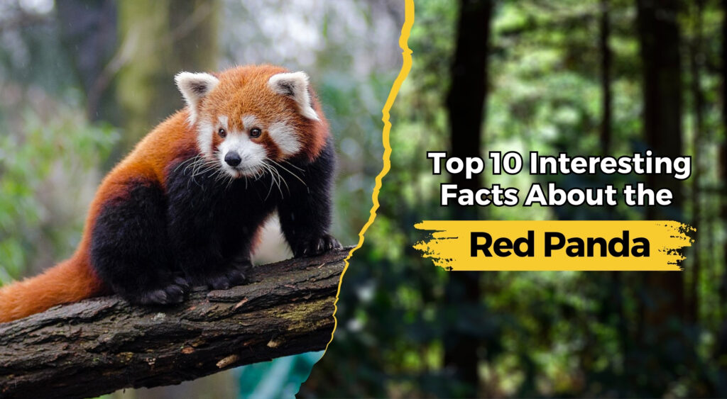 Top 10 Interesting Facts About the Red Panda